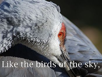 bird head, text: Like the birds of the sky